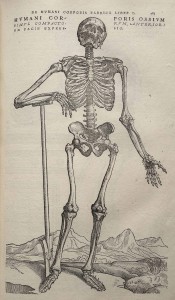 Vesalius_Fabrica_p163